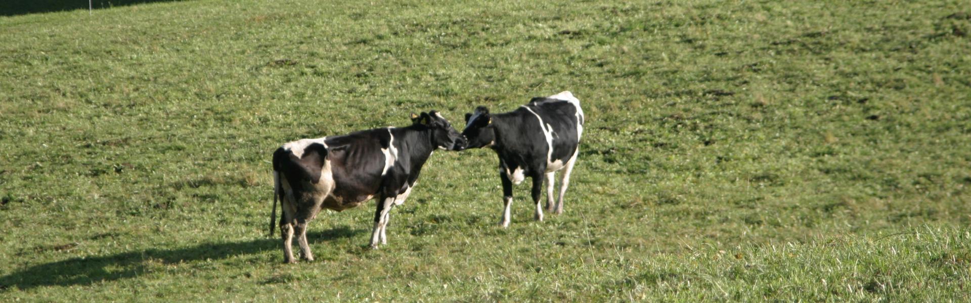 Schwarzwaldmilch baut Käsemanufaktur in Titisee-Neustadt