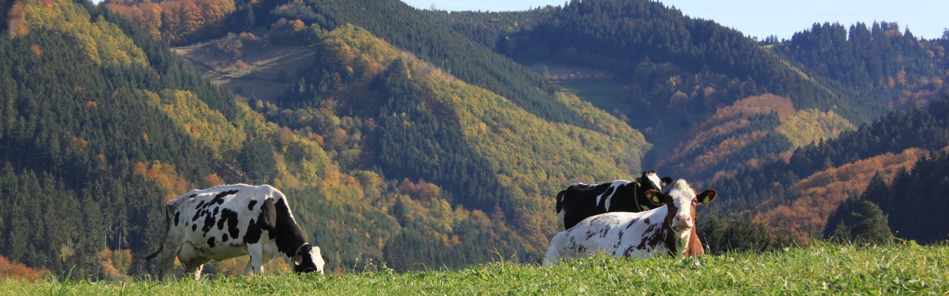 Wiesenmeister gesucht