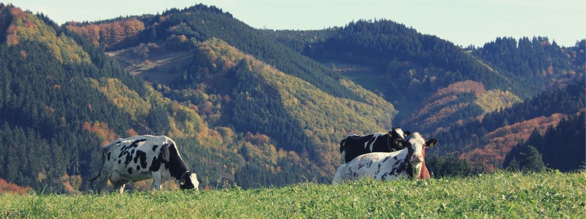 Landwirte sind auch Naturschützer – das zeigt die Arbeit von Rinderzüchter Markus Köpfer aus Bernau