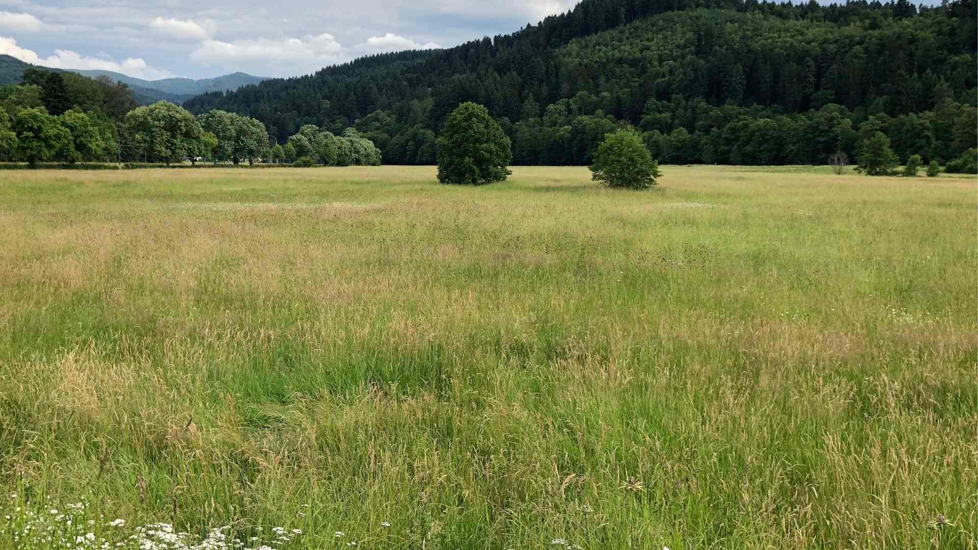 Südschwarzwald: Handreichung für Höhenlandwirte soll Missverständnisse verhindern
